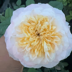 Tie Dye Rose Plant|扎染 image 0