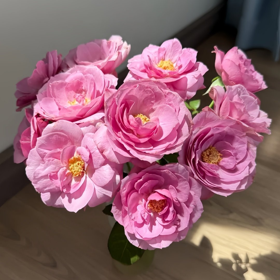 Syrinx Rose Plant|西林克斯 image 8