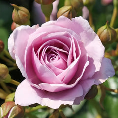 Nautica Rose Plant|诺蒂卡/海洋之心 image 0