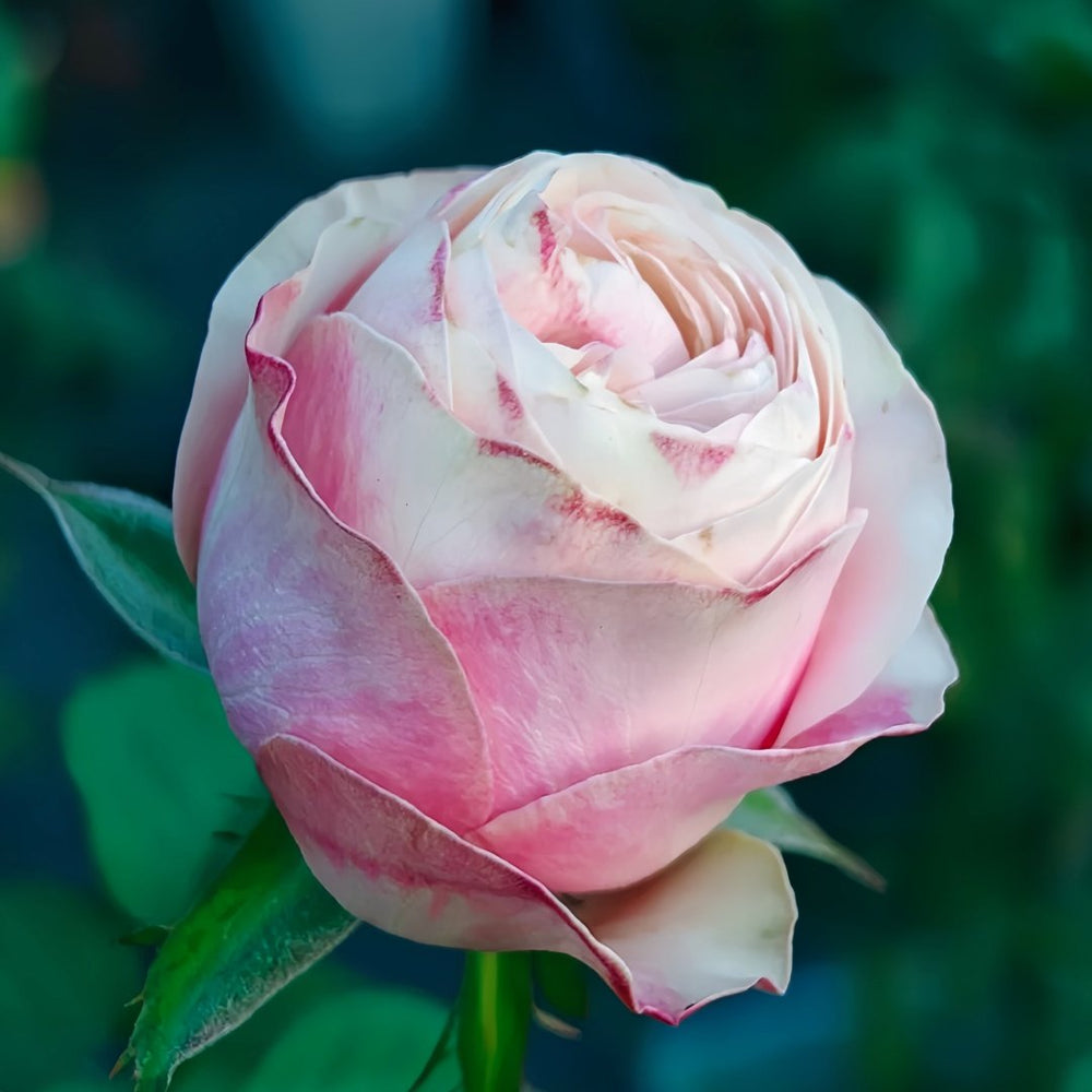 Lyon Llumieres Rose Plant|优雅 image 4