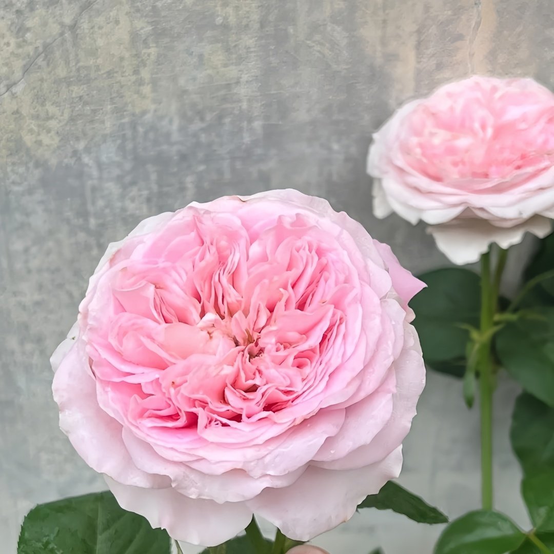 Princess Lace Rose Plant | 公主蕾丝 image 3