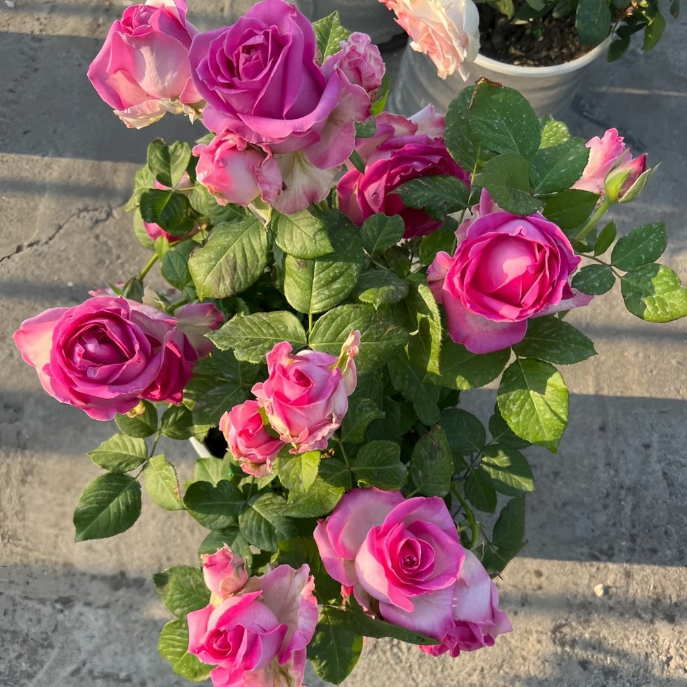 Candy Avalanche Rose Plant｜糖果雪山 image 7