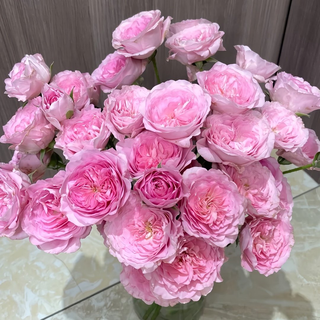Princess Lace Rose Plant | 公主蕾丝 image 4