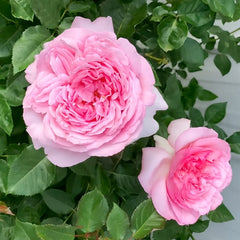 Neo cherry shallow Rose Plant ｜新浅樱桃 image 1