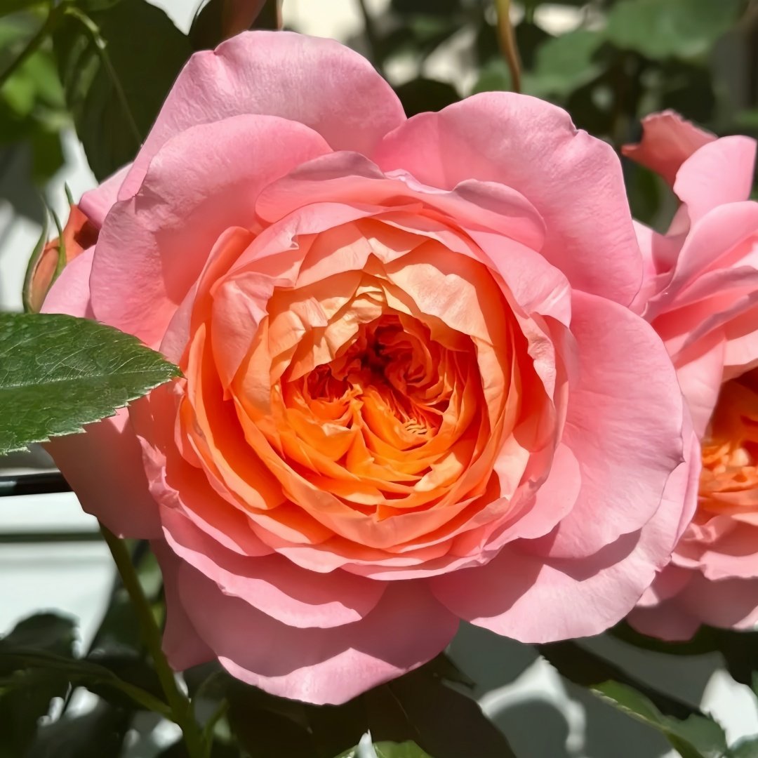 JuZi Rose Plant-橘子 image 7