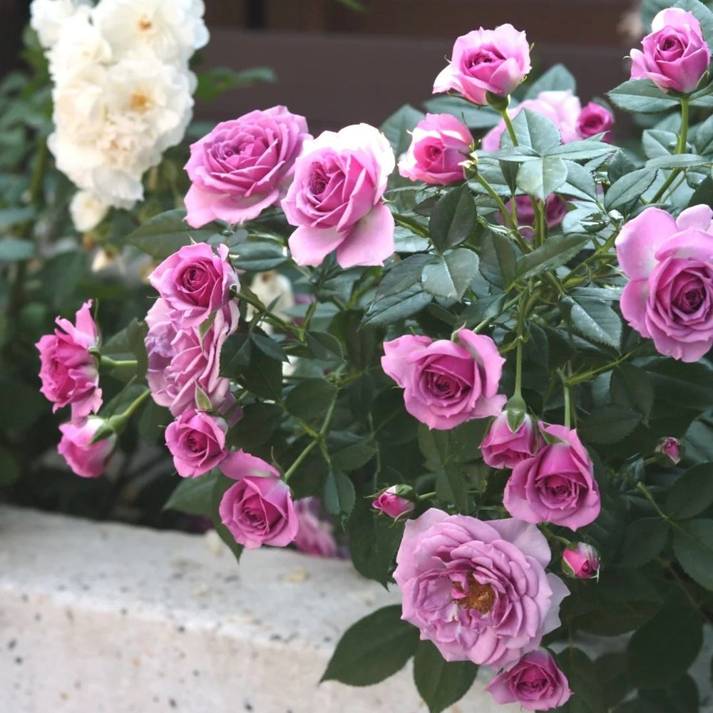 Lavender Flower Circus Rose Plant｜薰衣草门廊 image 10
