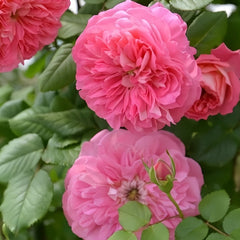 LionHeart Rose Plant|狮子心 image 3