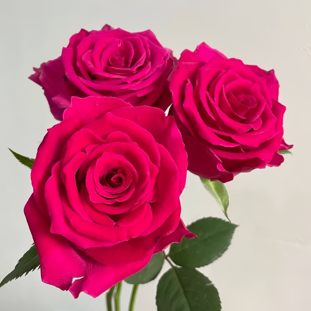 Gotcha Rose Plant|高盛/高胜 image 1
