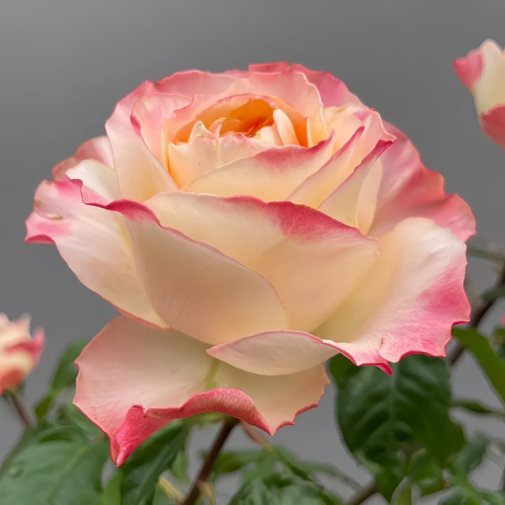 Poetica Rose Plant|诗歌 image 4