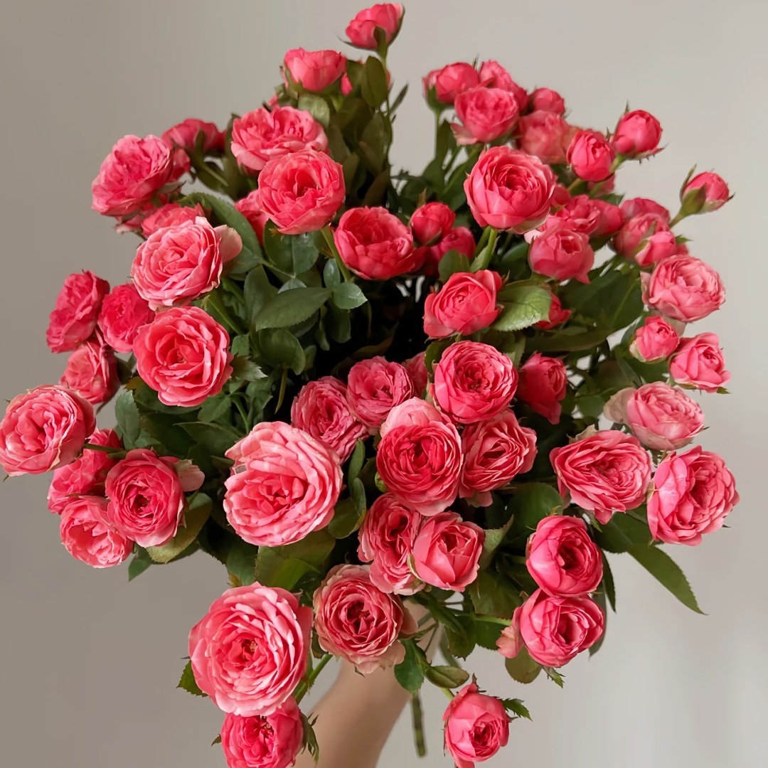 Bico Baby Romantica Rose Plant|浪漫比克 image 2