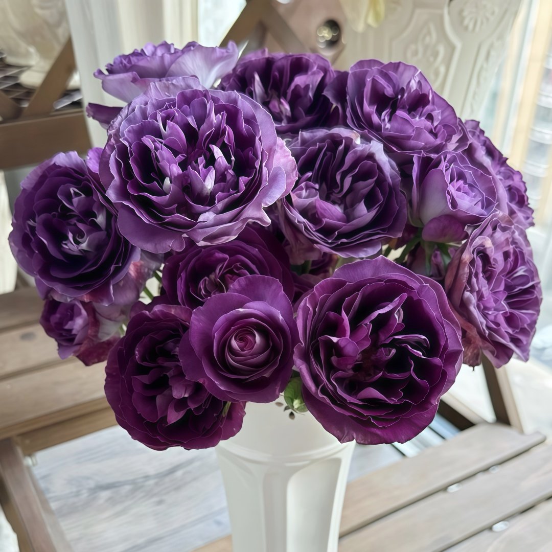 Rinaldo Rose Plant|圣十字军 image 7