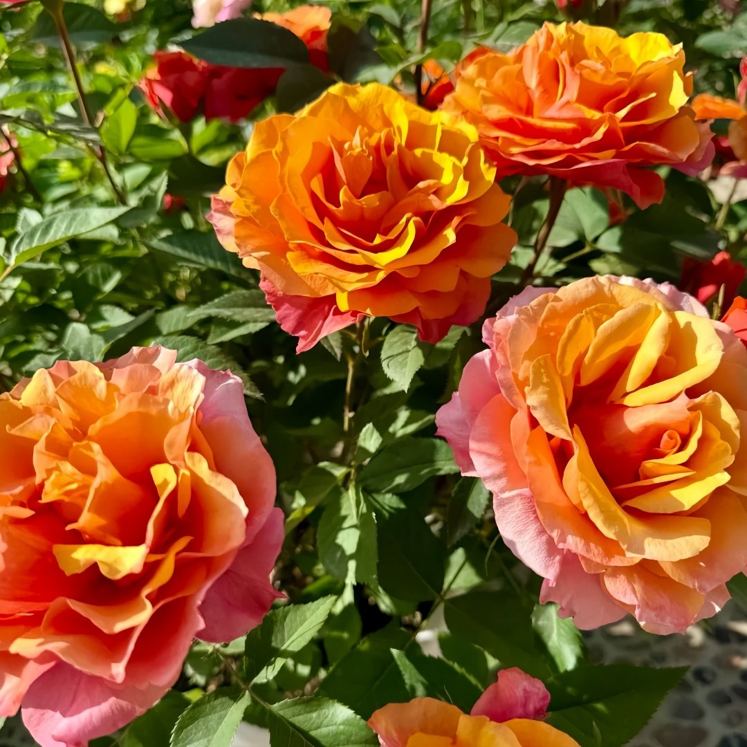 El Paso Forever Rose Plant｜永远的艾帕索 image 8