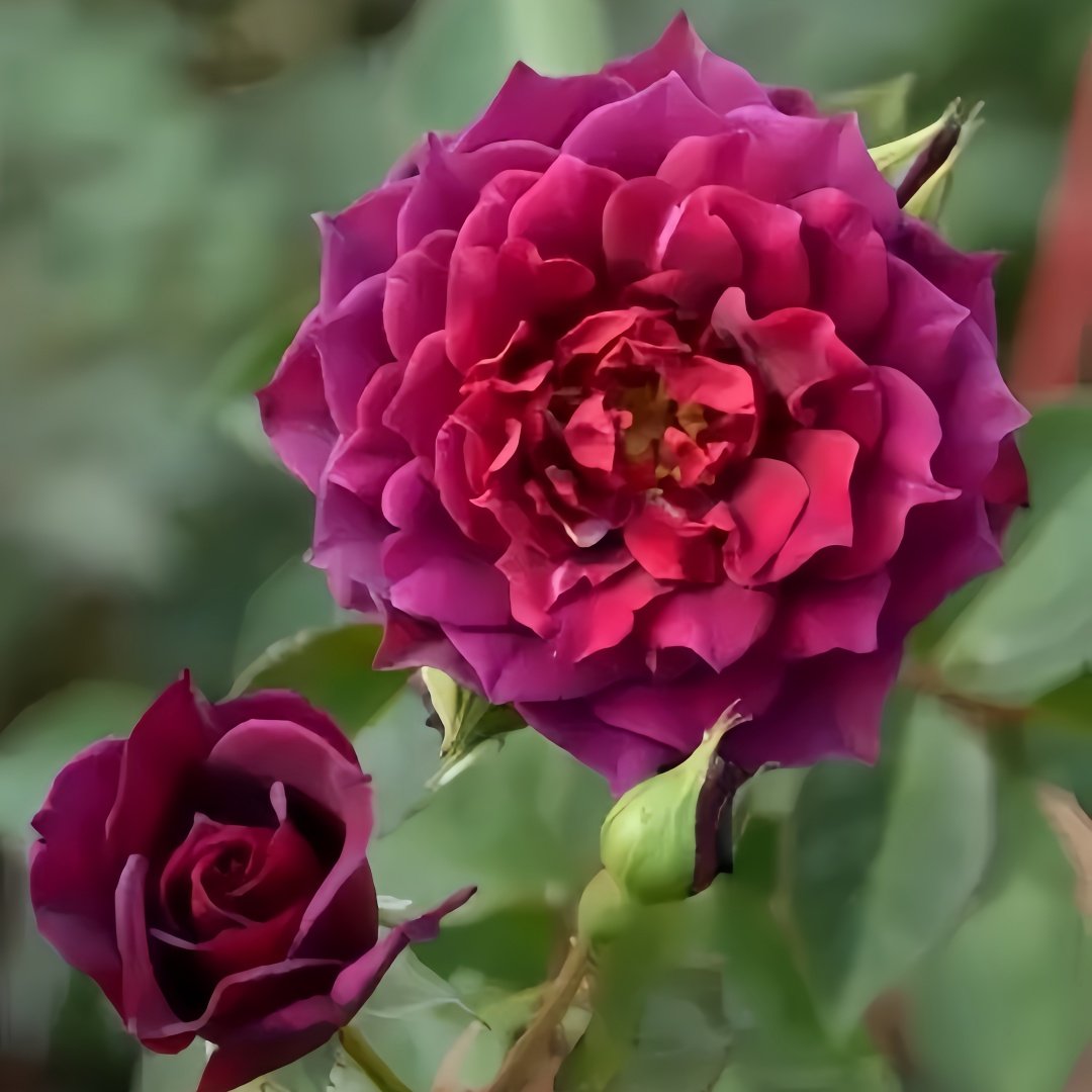 Laylah Rose Plant|黑夜莱拉 image 5