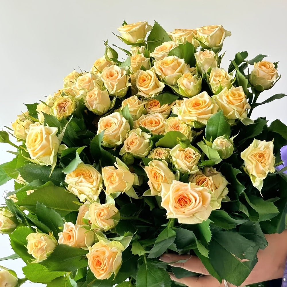 Champagne Rokoko Rose Plant|香槟洛可可 image 3