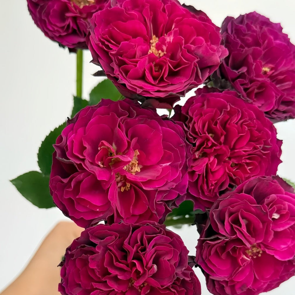 Hiraku Rose Plant｜蓝莓戒指 image 4