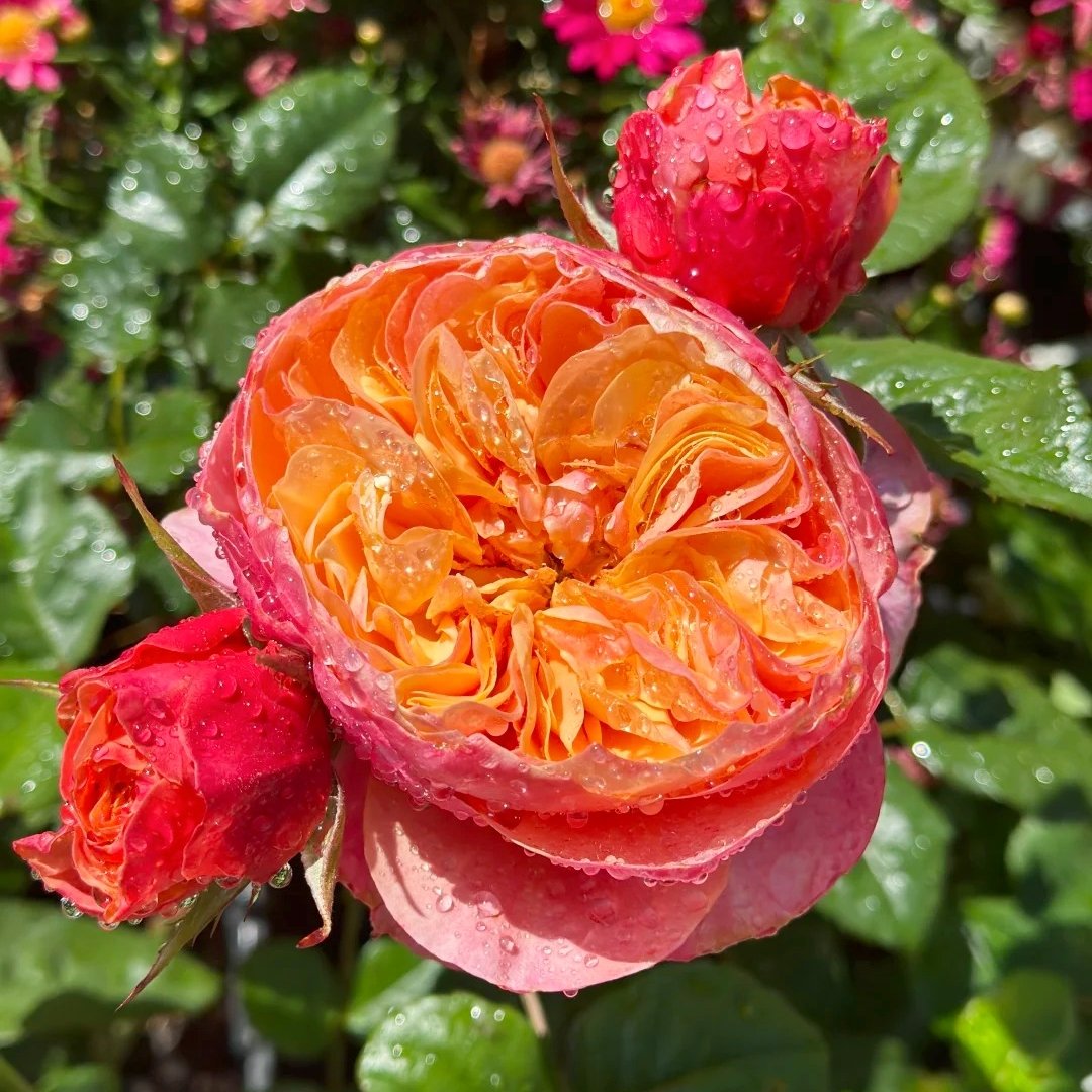 Kensington Garden Rose Plant｜肯辛顿公园 image 6