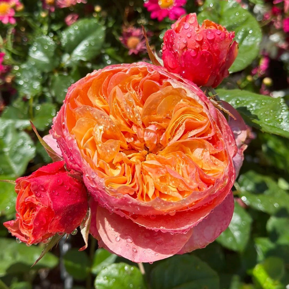 Kensington Garden Rose Plant｜肯辛顿公园 image 6