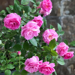 Raphael Rose Plant｜拉斐尔 image 2