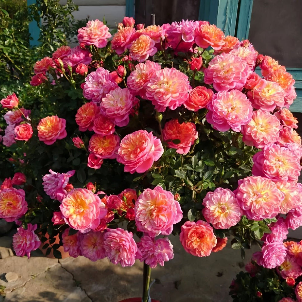 Cache Cache Rose Plant｜躲躲藏藏 image 9