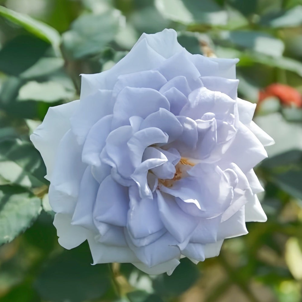 Blue gravity Rose Plant|蓝色引力 image 4