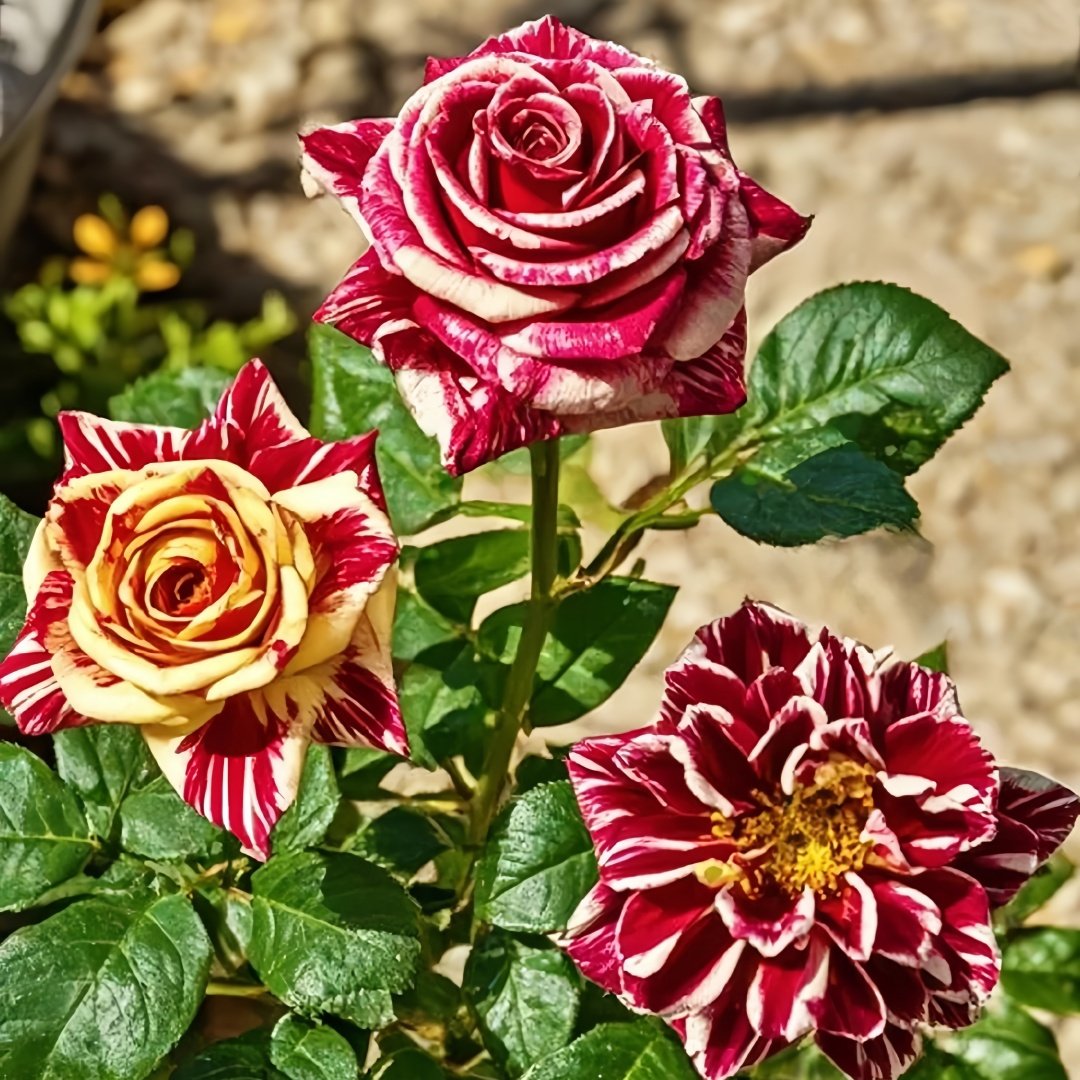 Abracadabra Rose Plant|流星雨 image 4