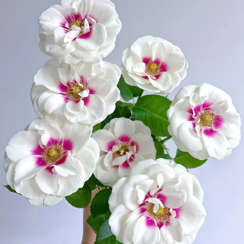 Brideside Rose Plant｜桥边之约 image 7