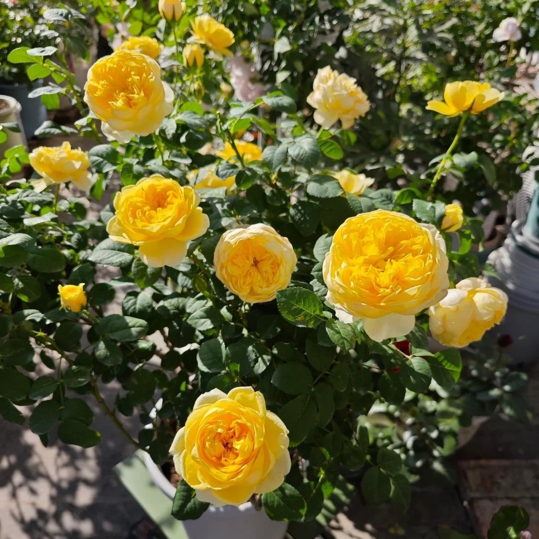 Jeanne d’Arc Rose Plant｜圣女贞德 image 6