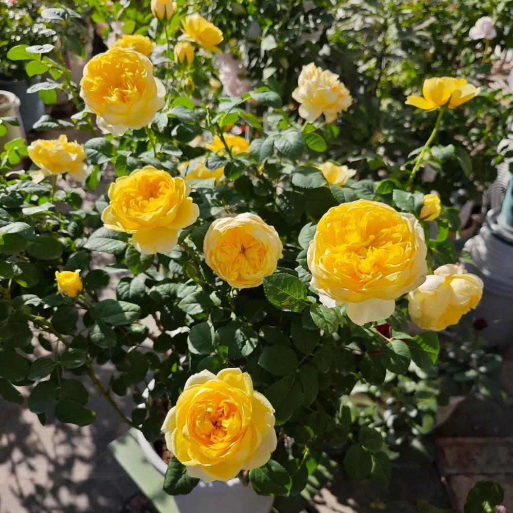 Jeanne d’Arc Rose Plant｜圣女贞德 image 6