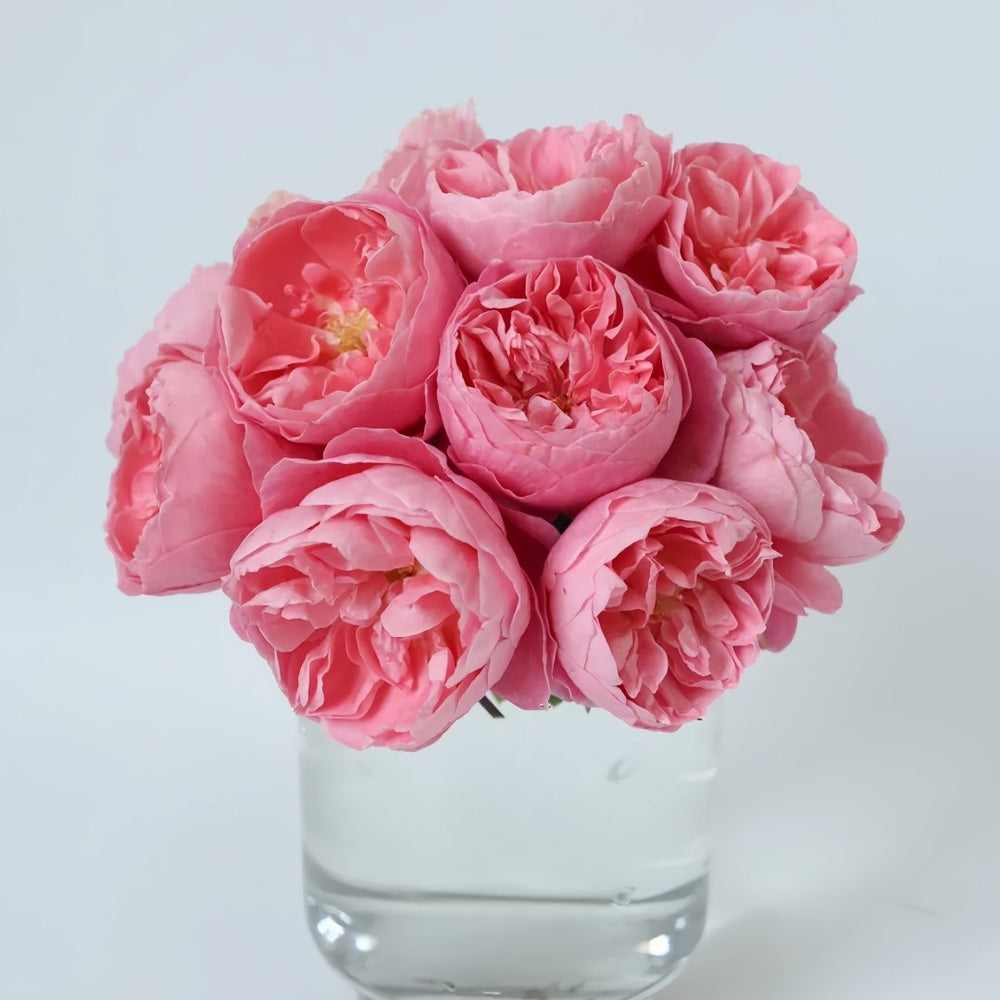 Pheobe Rose Plant| 菲比 image 4