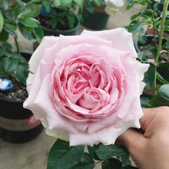 Jeanne Loriod Rose Plant｜伊芙珍妮洛德 image 3