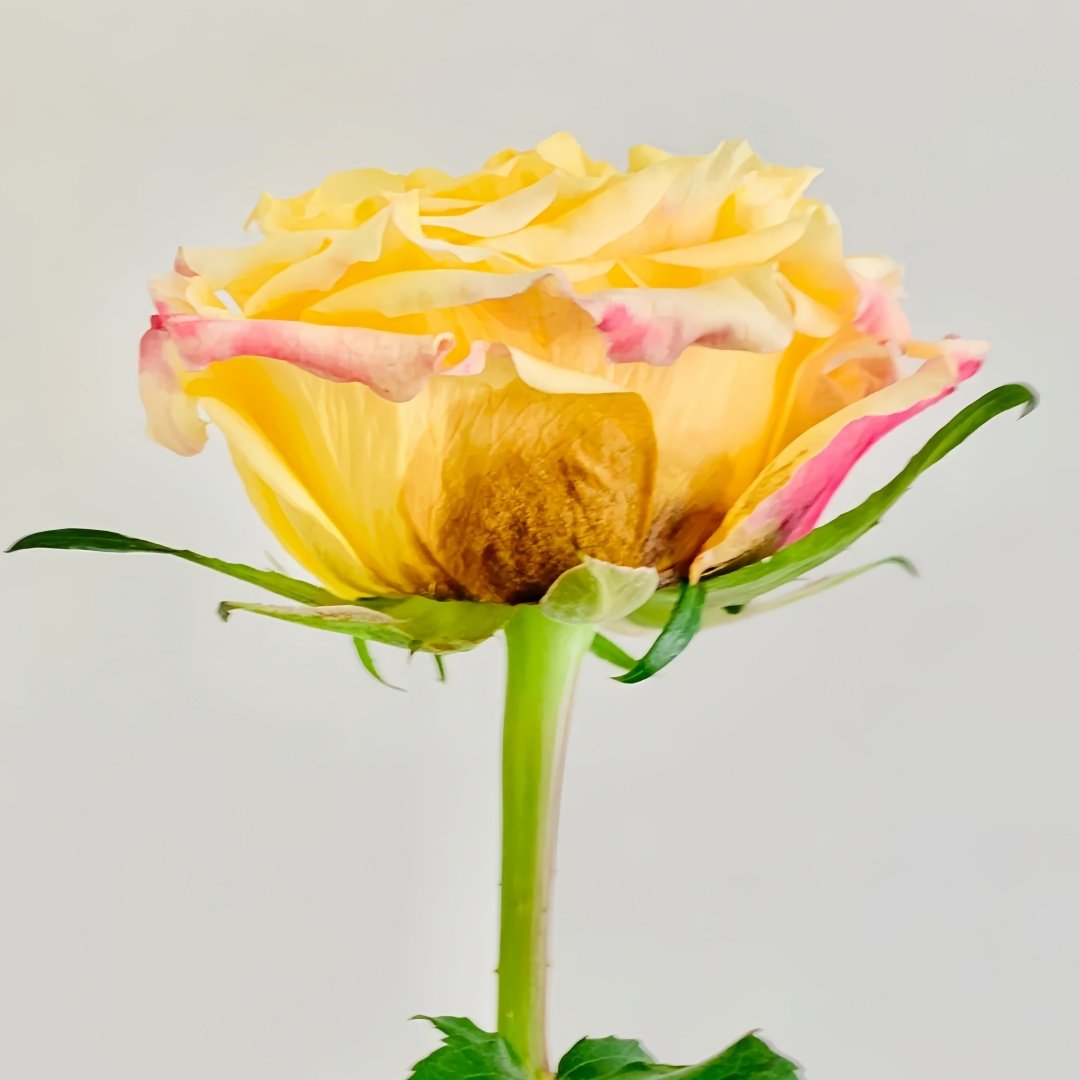 Golden Wheat Rose Plant｜黄金麦浪 image 8