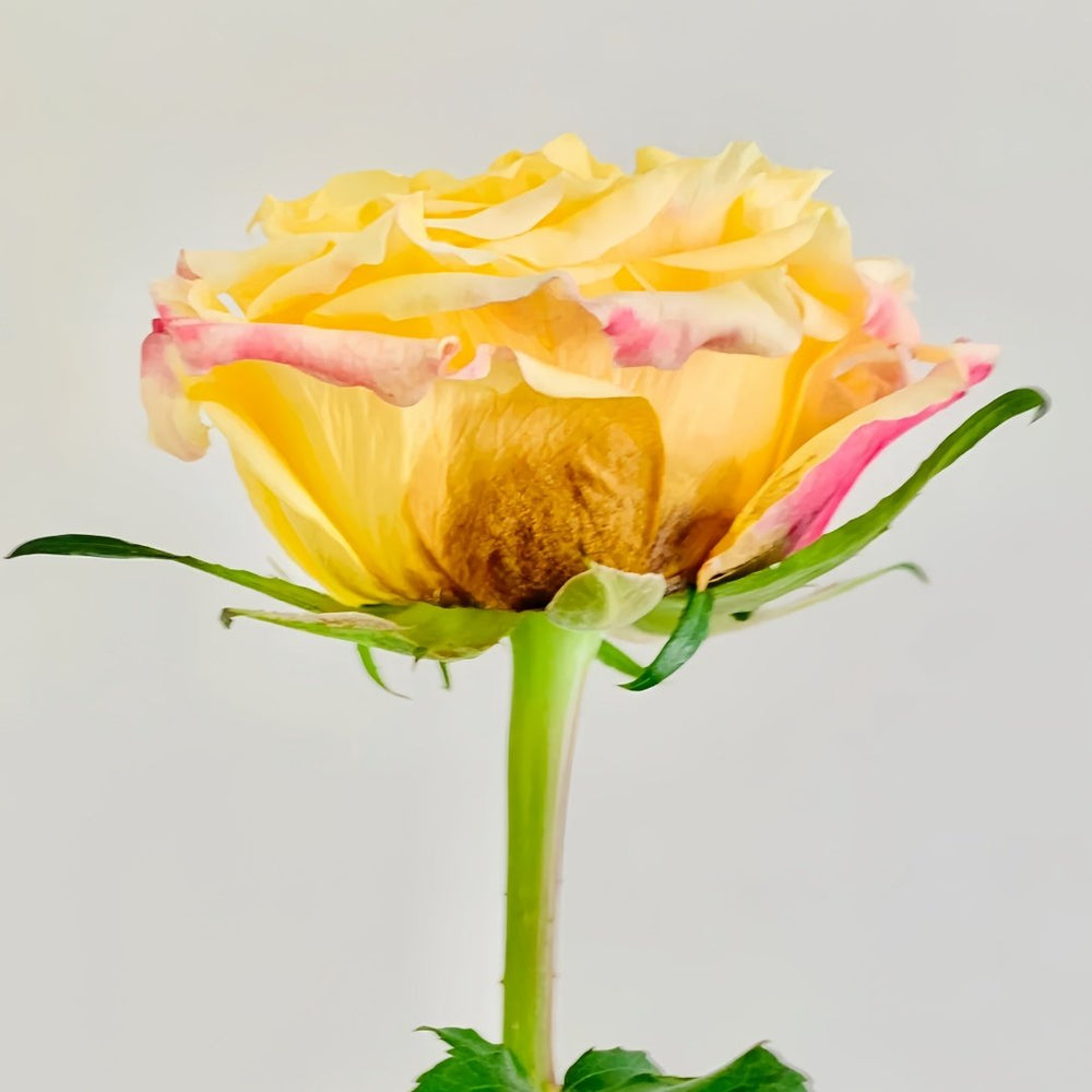 Golden Wheat Rose Plant｜黄金麦浪 image 8