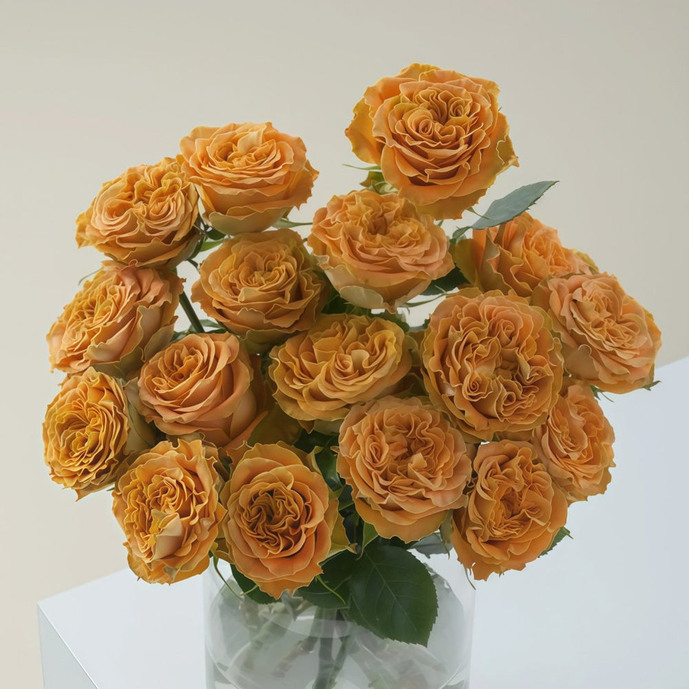Copper Kiss Rose Plant|铜吻 image 6
