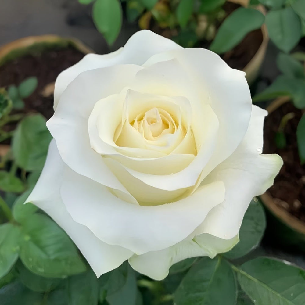 White Chocolate Rose Plant|白巧克力 image 4