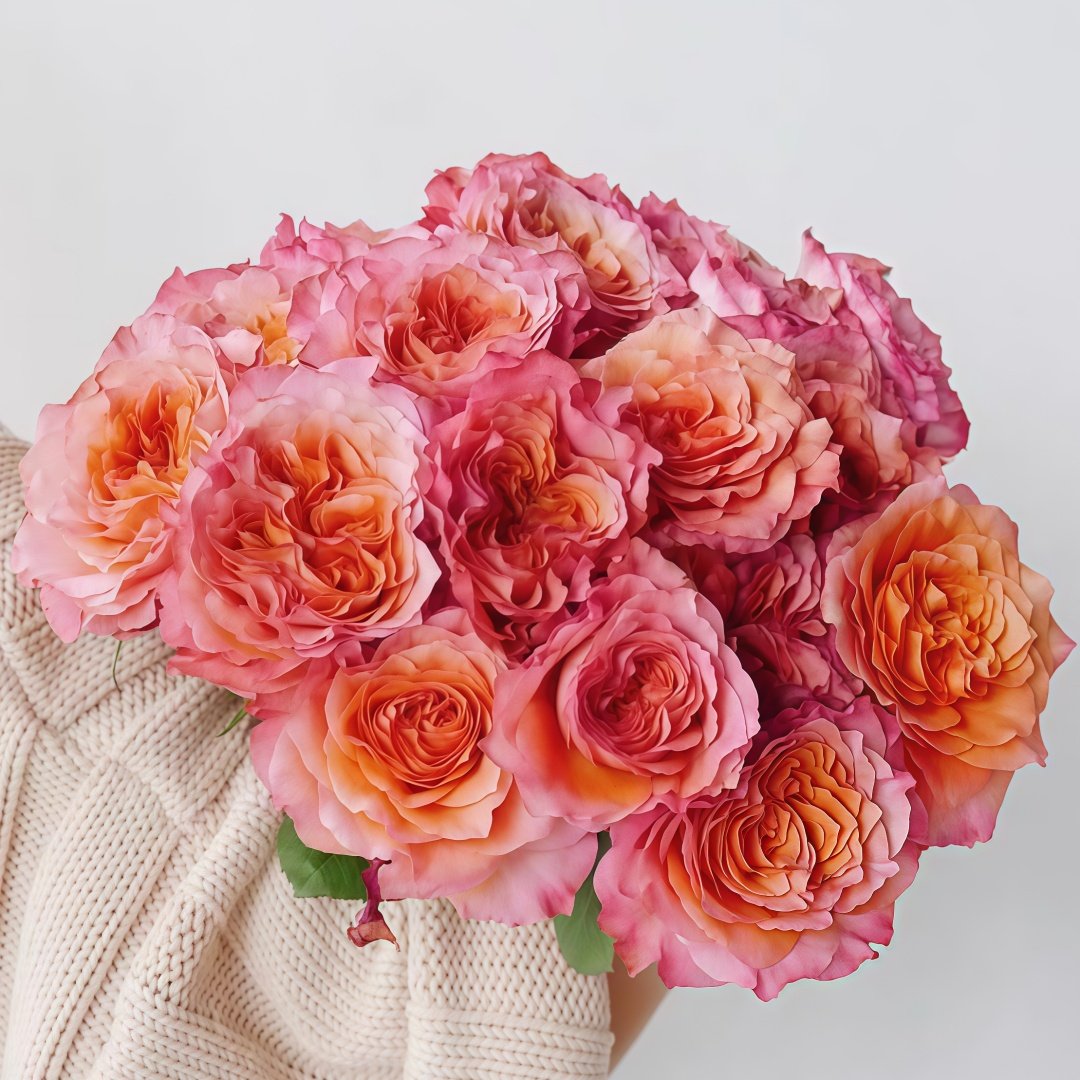 Free Spirit Rose Plant | 火灵鸟 image 5