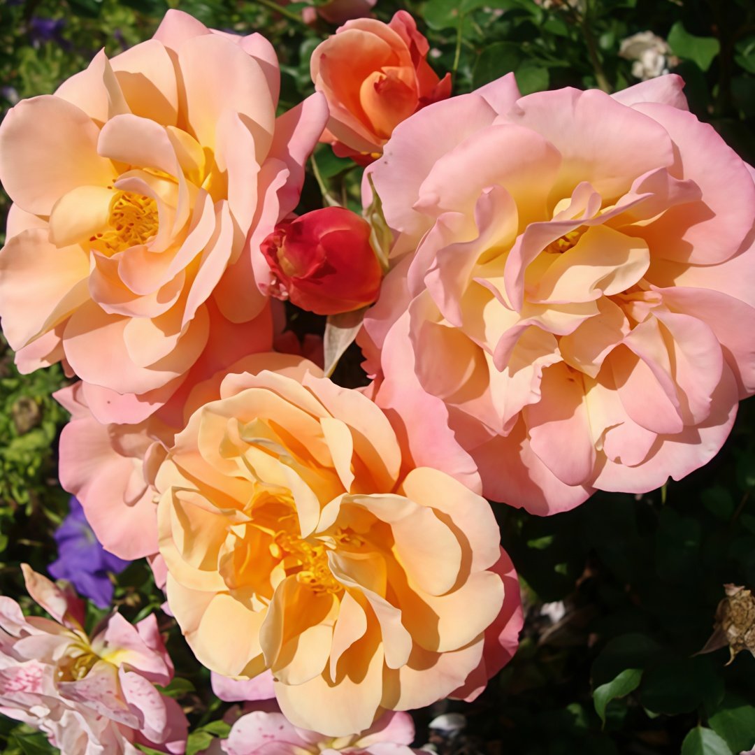 Merry Maker Rose Plant|快乐使者 image 1