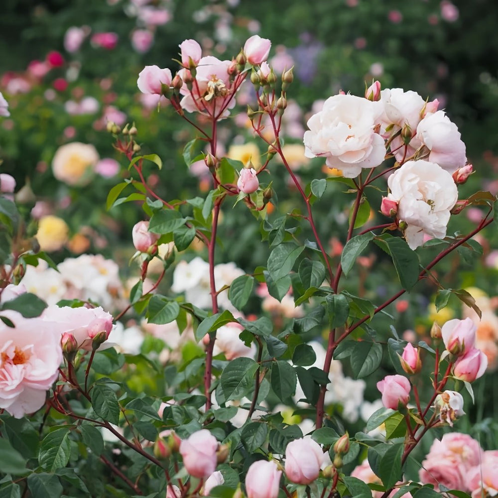 The Generous Gardener Rose Plant|慷慨的园丁 image 8