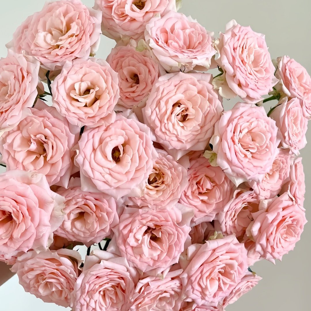 Sweet Sara Rose Plant｜甜蜜萨拉 image 0