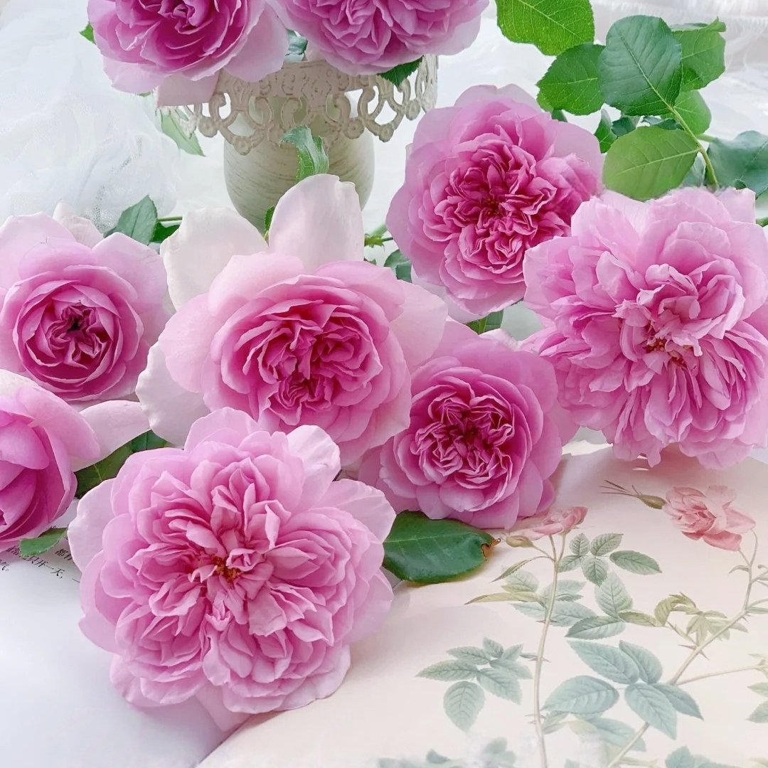Pompadour Rose Plant｜庞巴度 image 6