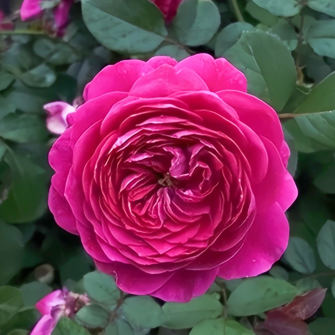 Cartonnage Rose Plant|法式布盒 image 0