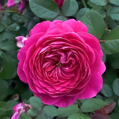 Cartonnage Rose Plant|法式布盒 image 0