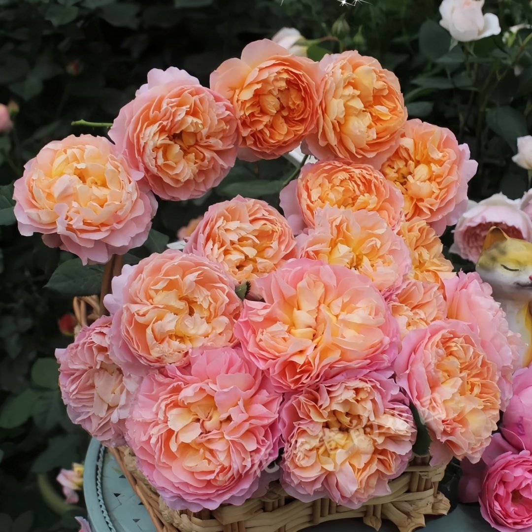 JinYan Rose Plant | 锦嫣 image 4