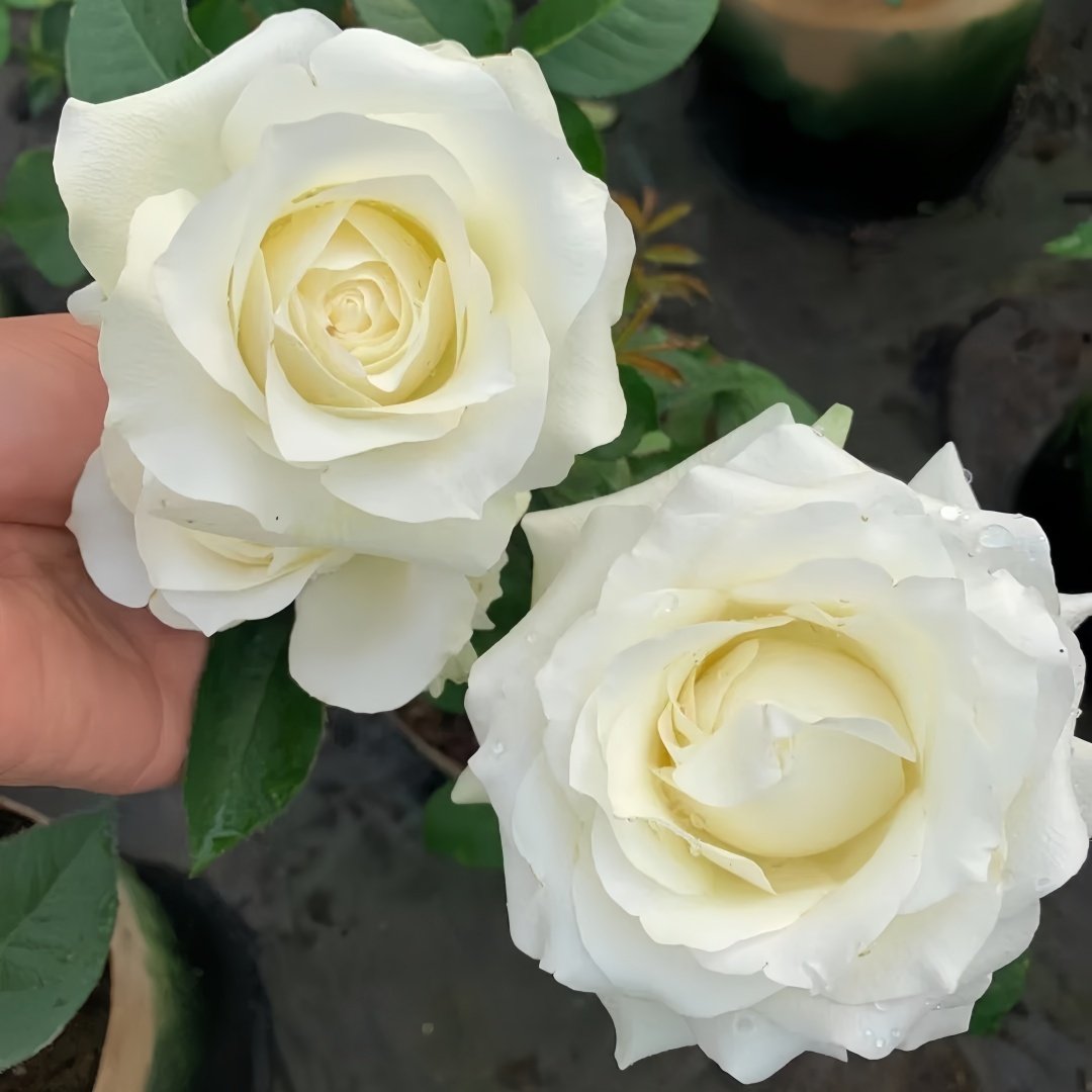 White Chocolate Rose Plant|白巧克力 image 3