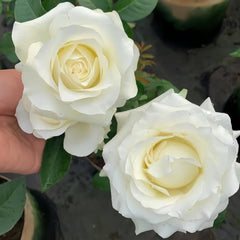 White Chocolate Rose Plant|白巧克力 image 3