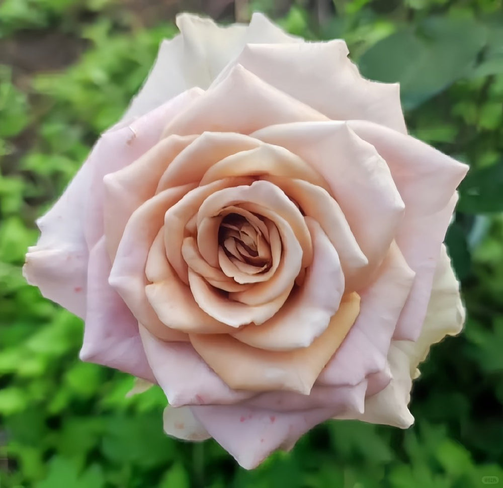 Amnesia Rose Plant|失忆 image 4