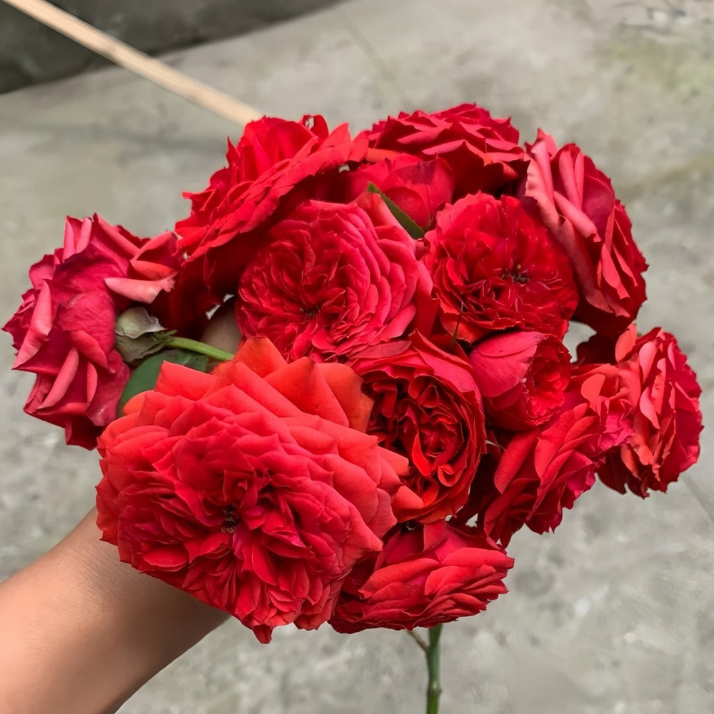Red Apple Rose Plant｜红苹果 image 6