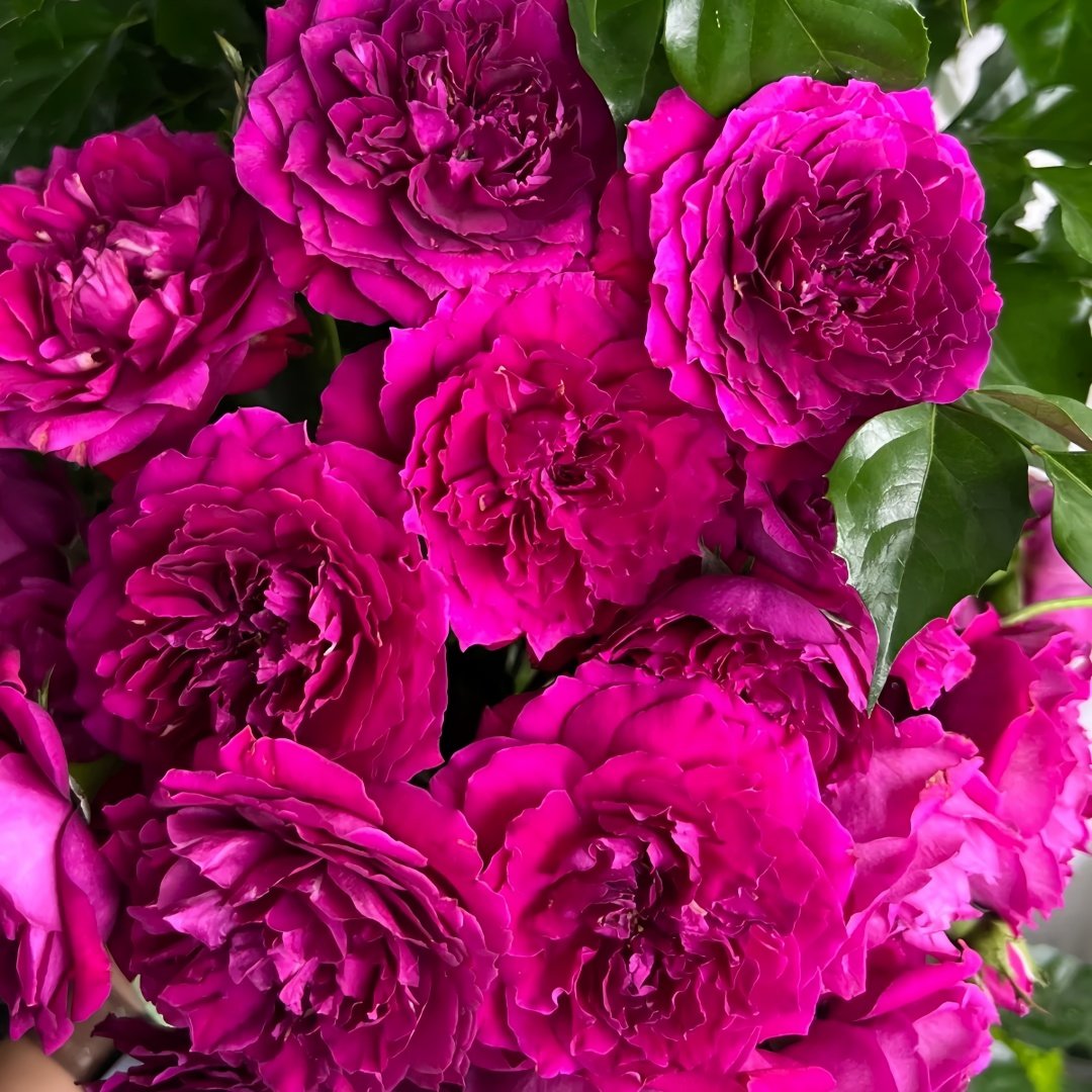 Le Temps Des Cerises Rose Plant|樱桃时节 image 5