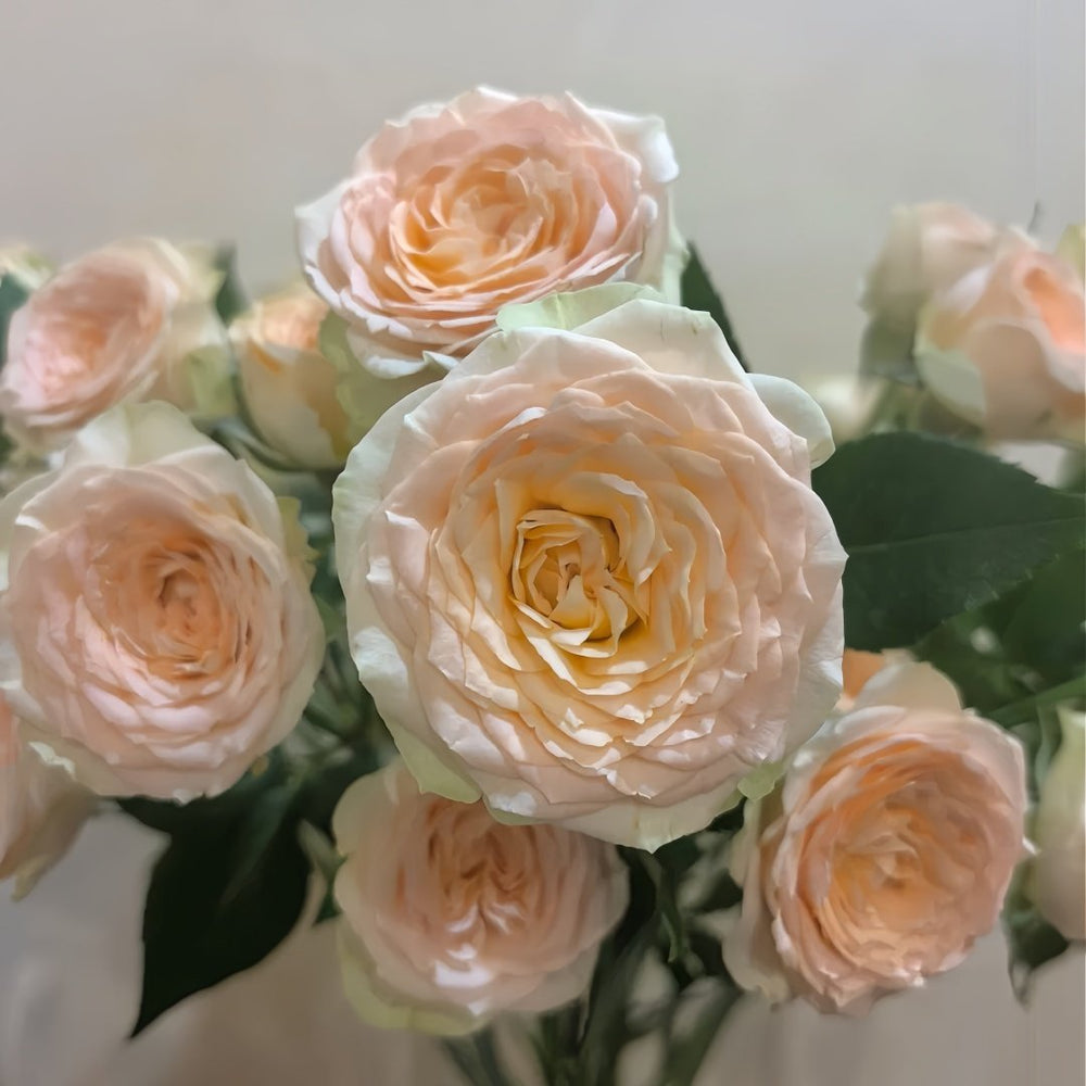 Tropicana Rose Plant|百香果 image 8