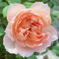 XingRang Rose Plant | 杏让 image 2