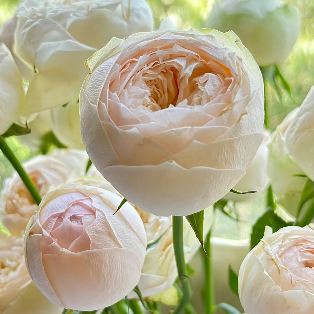 Pinky Pie Rose Plant｜粉红派 image 3